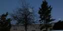 Tree Orbs