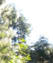 Spirits of the Trees
