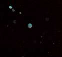 Pac Man Orbs