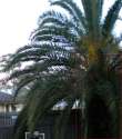 Palm Tree King (Wolf, Bat, Bird, Etc.)