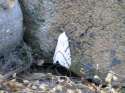 White Moth - White Leaf (Spider)