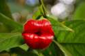 Plant Lips