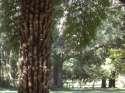 Tree Man