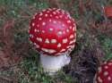 Fairy Mushrooms
